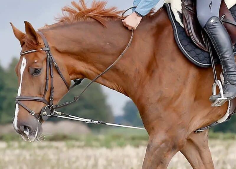 Резинка для тренінгу коня ReinRite Sport від ReinRite Equestrian