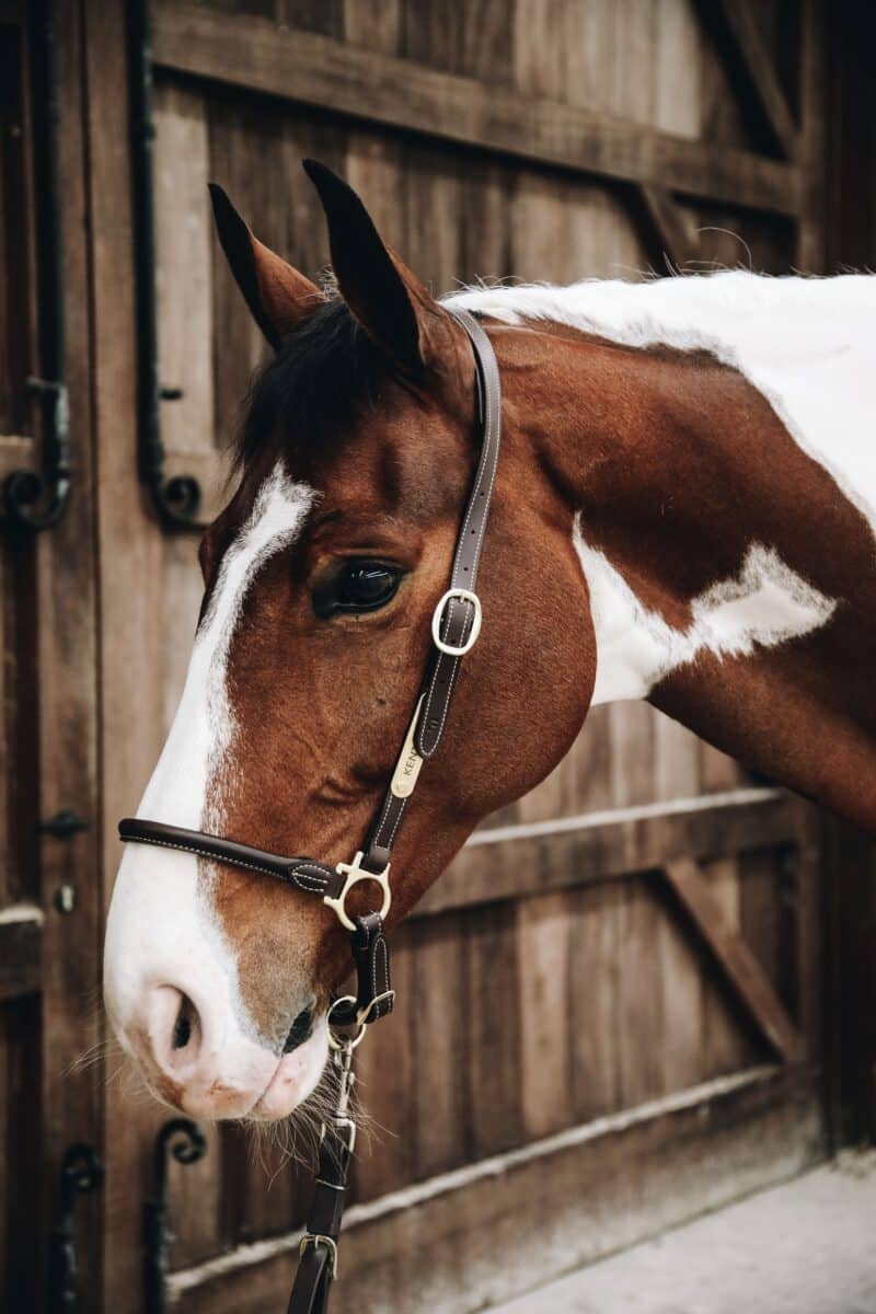 Недоузок кожаный Grooming от Kentucky.