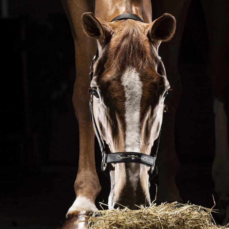 Недовуздок з неопреном Timmy від Equiline